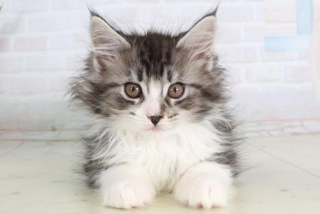 福岡県のメインクーン (Coo&RIKUゆめタウン飯塚店/2026年1月30日生まれ/男の子/ブラックシルバータビーホワイト)の子猫の1枚目の画像