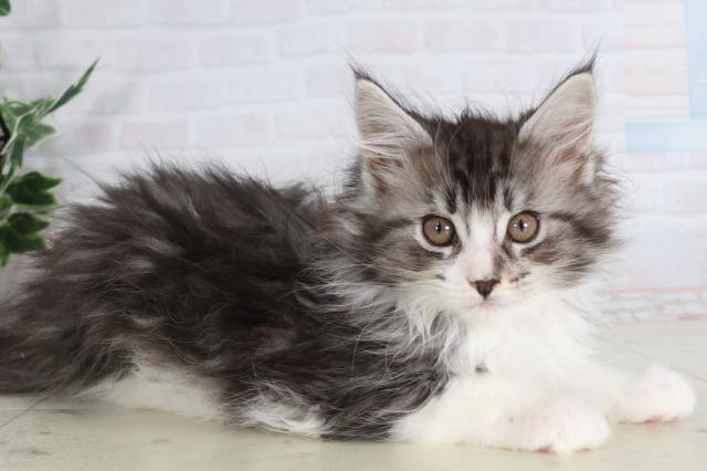 福岡県のメインクーン (Coo&RIKUゆめタウン飯塚店/2026年1月30日生まれ/男の子/ブラックシルバータビーホワイト)の子猫の2枚目の画像