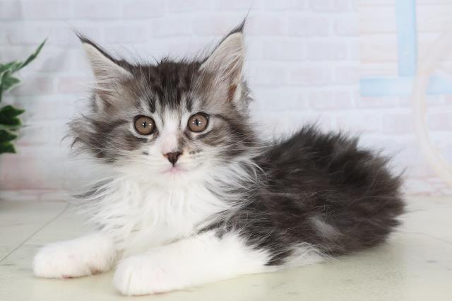 福岡県のメインクーン (Coo&RIKUゆめタウン飯塚店/2026年1月30日生まれ/男の子/ブラックシルバータビーホワイト)の子猫の3枚目の画像