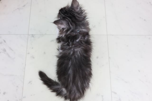 福岡県のメインクーン (Coo&RIKUゆめタウン飯塚店/2026年1月30日生まれ/男の子/ブラックシルバータビーホワイト)の子猫の4枚目の画像