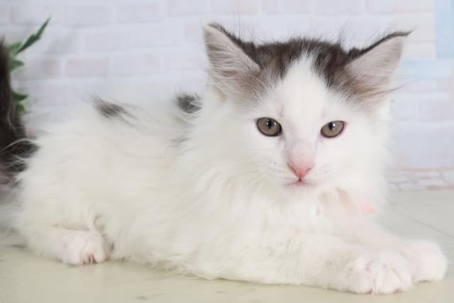 熊本県のメインクーン (Coo&RIKU宇土シティモール店/2026年1月30日生まれ/女の子/ブラックシルバータビーホワイト)の子猫の2枚目の画像