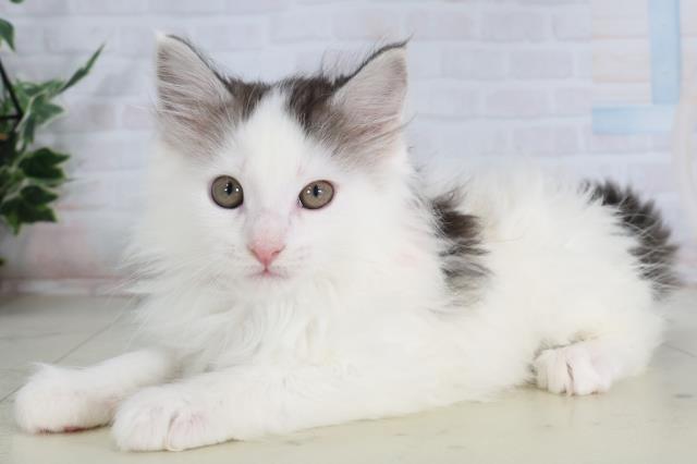 熊本県のメインクーン (Coo&RIKU宇土シティモール店/2026年1月30日生まれ/女の子/ブラックシルバータビーホワイト)の子猫の3枚目の画像