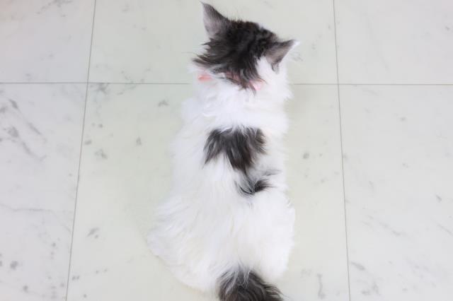熊本県のメインクーン (Coo&RIKU宇土シティモール店/2026年1月30日生まれ/女の子/ブラックシルバータビーホワイト)の子猫の4枚目の画像