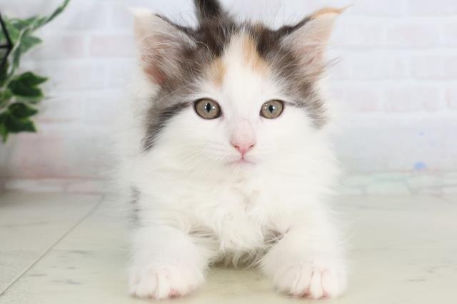 鹿児島県のメインクーン (Coo&RIKU鹿屋店/2026年1月30日生まれ/女の子/シルバーパッチドタビーホワイト)の子猫の1枚目の画像