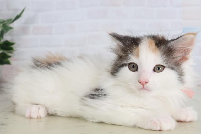 鹿児島県のメインクーン (Coo&RIKU鹿屋店/2026年1月30日生まれ/女の子/シルバーパッチドタビーホワイト)の子猫の2枚目の画像