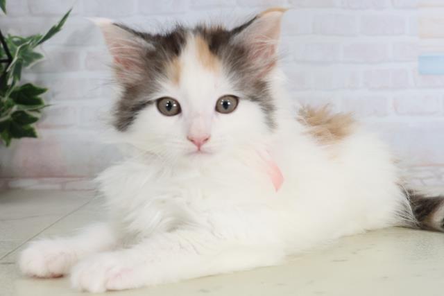 鹿児島県のメインクーン (Coo&RIKU鹿屋店/2026年1月30日生まれ/女の子/シルバーパッチドタビーホワイト)の子猫の3枚目の画像