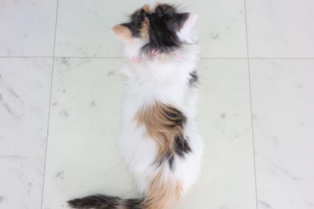 鹿児島県のメインクーン (Coo&RIKU鹿屋店/2026年1月30日生まれ/女の子/シルバーパッチドタビーホワイト)の子猫の4枚目の画像