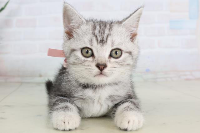 鹿児島県のアメリカンショートヘアー (Coo&RIKU鹿児島店/2026年2月2日生まれ/女の子/シルバータビー)の子猫の1枚目の画像