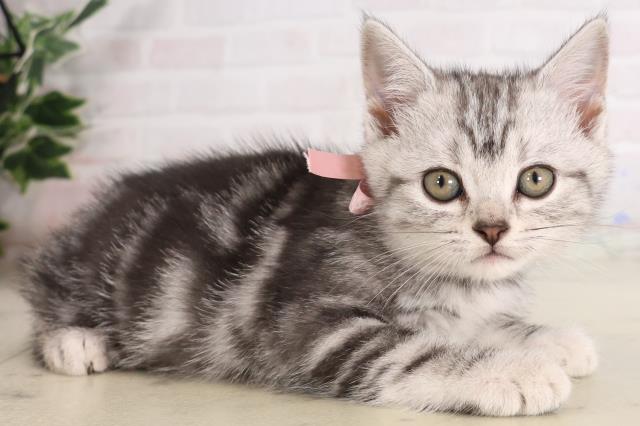 鹿児島県のアメリカンショートヘアー (Coo&RIKU鹿児島店/2026年2月2日生まれ/女の子/シルバータビー)の子猫の2枚目の画像