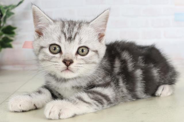 鹿児島県のアメリカンショートヘアー (Coo&RIKU鹿児島店/2026年2月2日生まれ/女の子/シルバータビー)の子猫の3枚目の画像