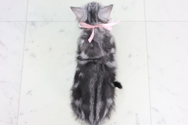 鹿児島県のアメリカンショートヘアー (Coo&RIKU鹿児島店/2026年2月2日生まれ/女の子/シルバータビー)の子猫の4枚目の画像