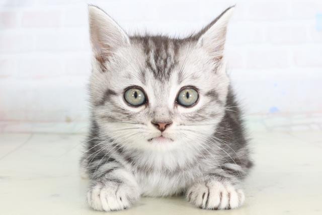 佐賀県のアメリカンショートヘアー (Coo&RIKU佐賀神埼店/2026年2月2日生まれ/男の子/シルバータビー)の子猫の1枚目の画像