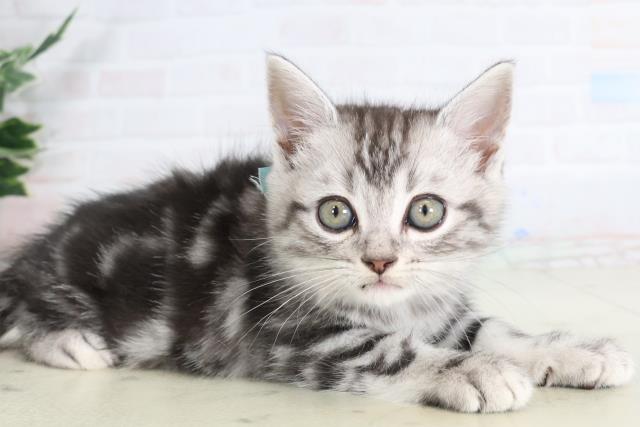 佐賀県のアメリカンショートヘアー (Coo&RIKU佐賀神埼店/2026年2月2日生まれ/男の子/シルバータビー)の子猫の2枚目の画像