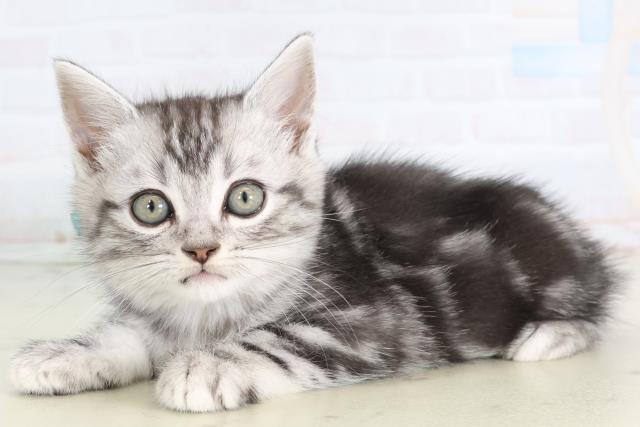 佐賀県のアメリカンショートヘアー (Coo&RIKU佐賀神埼店/2026年2月2日生まれ/男の子/シルバータビー)の子猫の3枚目の画像