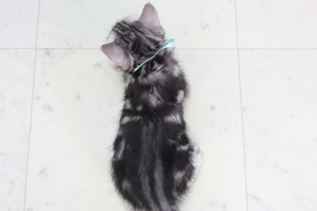 佐賀県のアメリカンショートヘアー (Coo&RIKU佐賀神埼店/2026年2月2日生まれ/男の子/シルバータビー)の子猫の4枚目の画像