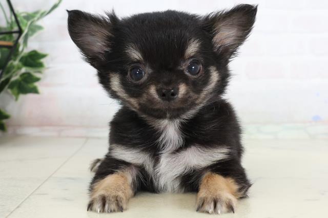 鹿児島県のチワワ(ロング) (Coo&RIKU霧島店/2026年1月26日生まれ/男の子/ブラックタンホワイト)の子犬の1枚目の画像