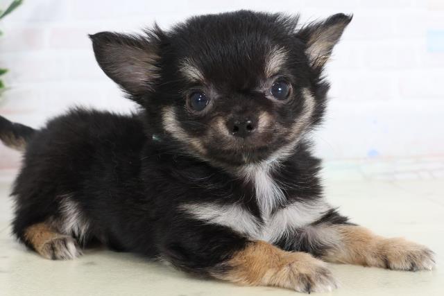 鹿児島県のチワワ(ロング) (Coo&RIKU霧島店/2026年1月26日生まれ/男の子/ブラックタンホワイト)の子犬の2枚目の画像