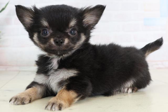 鹿児島県のチワワ(ロング) (Coo&RIKU霧島店/2026年1月26日生まれ/男の子/ブラックタンホワイト)の子犬の3枚目の画像