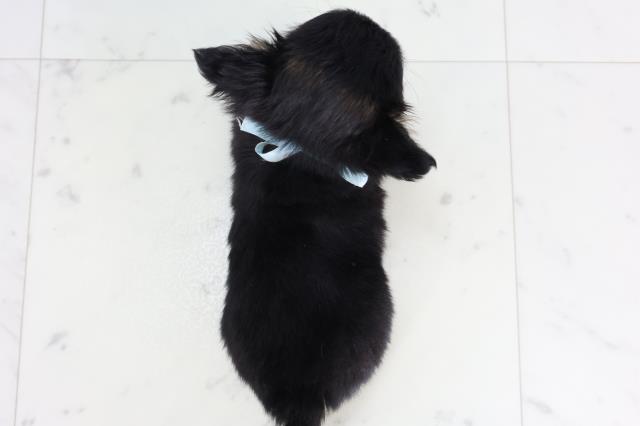 鹿児島県のチワワ(ロング) (Coo&RIKU霧島店/2026年1月26日生まれ/男の子/ブラックタンホワイト)の子犬の4枚目の画像