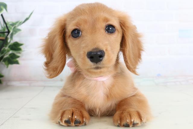 福岡県のミニチュアダックスフンド(ロング) (Coo&RIKUフォレストシティ春日店/2026年1月19日生まれ/女の子/ゴールド)の子犬の1枚目の画像