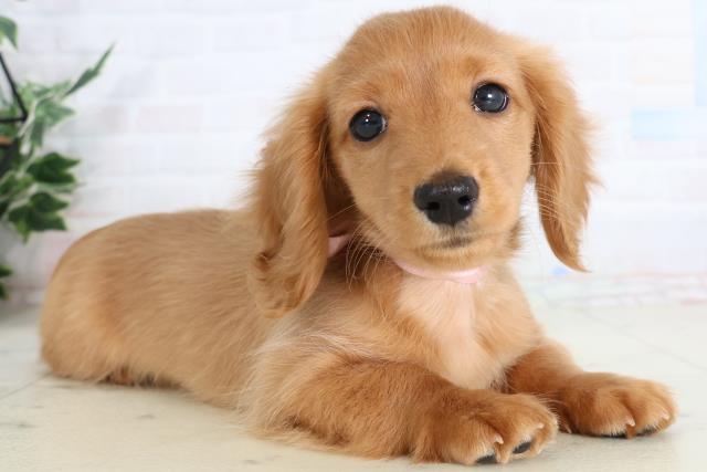 福岡県のミニチュアダックスフンド(ロング) (Coo&RIKUフォレストシティ春日店/2026年1月19日生まれ/女の子/ゴールド)の子犬の2枚目の画像