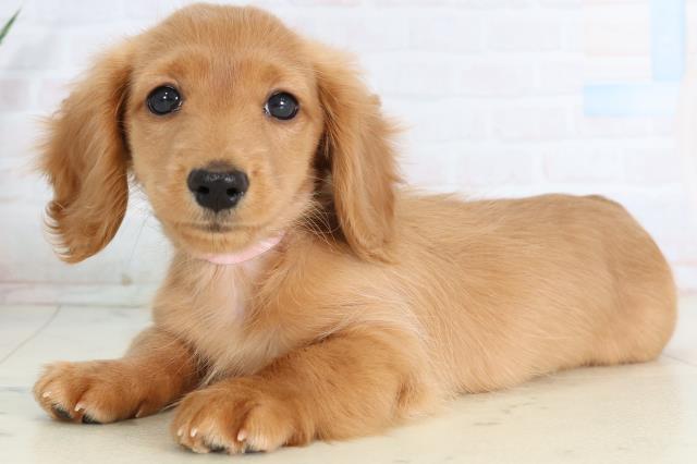 福岡県のミニチュアダックスフンド(ロング) (Coo&RIKUフォレストシティ春日店/2026年1月19日生まれ/女の子/ゴールド)の子犬の3枚目の画像