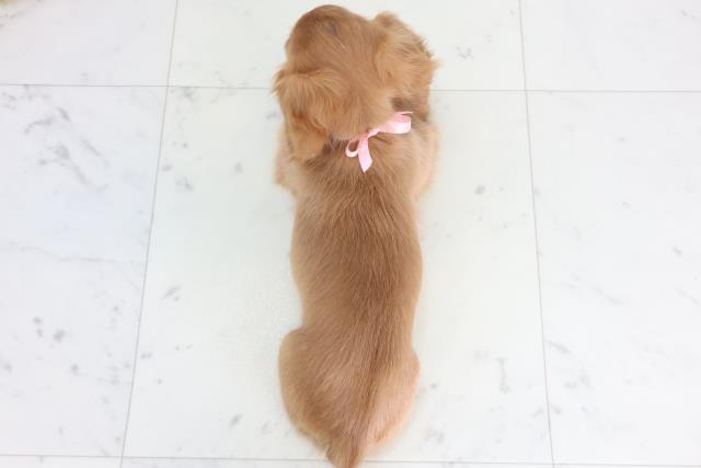 福岡県のミニチュアダックスフンド(ロング) (Coo&RIKUフォレストシティ春日店/2026年1月19日生まれ/女の子/ゴールド)の子犬の4枚目の画像