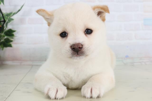 宮崎県の豆柴 (Coo&RIKU宮崎店/2026年2月3日生まれ/女の子/白)の子犬の1枚目の画像