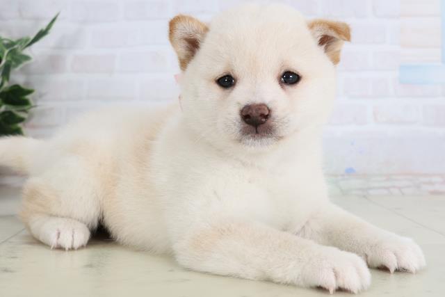 宮崎県の豆柴 (Coo&RIKU宮崎店/2026年2月3日生まれ/女の子/白)の子犬の2枚目の画像