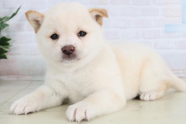 宮崎県の豆柴 (Coo&RIKU宮崎店/2026年2月3日生まれ/女の子/白)の子犬の3枚目の画像