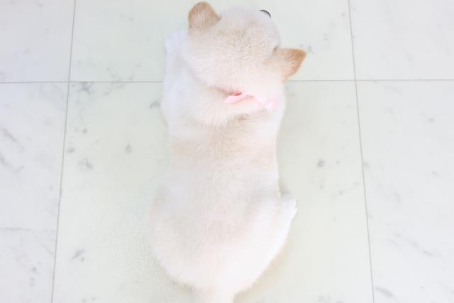 宮崎県の豆柴 (Coo&RIKU宮崎店/2026年2月3日生まれ/女の子/白)の子犬の4枚目の画像