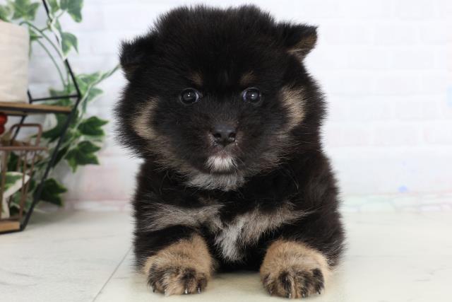 福岡県のポメ柴/豆ポメ/ポメ豆柴(ポメラニアン×柴犬) (Coo&RIKUゆめタウン飯塚店/2026年1月31日生まれ/女の子/ブラックタン)の子犬の1枚目の画像