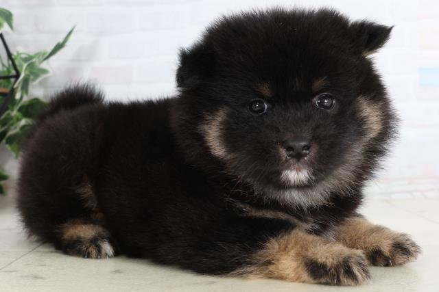 福岡県のポメ柴/豆ポメ/ポメ豆柴(ポメラニアン×柴犬) (Coo&RIKUゆめタウン飯塚店/2026年1月31日生まれ/女の子/ブラックタン)の子犬の2枚目の画像