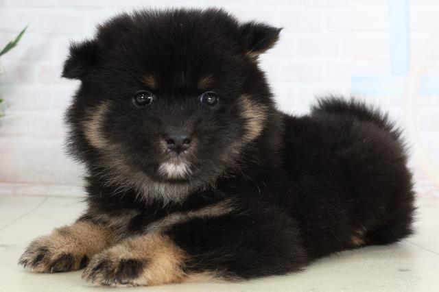 福岡県のポメ柴/豆ポメ/ポメ豆柴(ポメラニアン×柴犬) (Coo&RIKUゆめタウン飯塚店/2026年1月31日生まれ/女の子/ブラックタン)の子犬の3枚目の画像