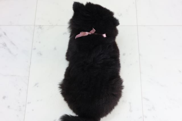 福岡県のポメ柴/豆ポメ/ポメ豆柴(ポメラニアン×柴犬) (Coo&RIKUゆめタウン飯塚店/2026年1月31日生まれ/女の子/ブラックタン)の子犬の4枚目の画像