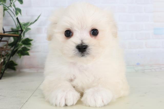 福岡県のポメマル/マルポメ(ポメラニアン×マルチーズ) (Coo&RIKUゆめタウン飯塚店/2026年2月3日生まれ/男の子/クリーム)の子犬の1枚目の画像