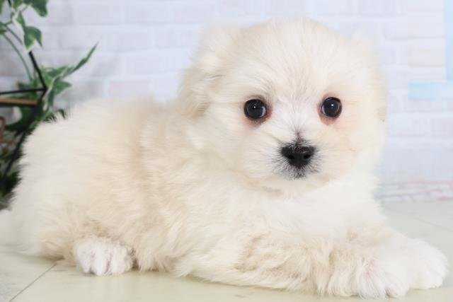 福岡県のポメマル/マルポメ(ポメラニアン×マルチーズ) (Coo&RIKUゆめタウン飯塚店/2026年2月3日生まれ/男の子/クリーム)の子犬の2枚目の画像