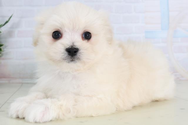 福岡県のポメマル/マルポメ(ポメラニアン×マルチーズ) (Coo&RIKUゆめタウン飯塚店/2026年2月3日生まれ/男の子/クリーム)の子犬の3枚目の画像