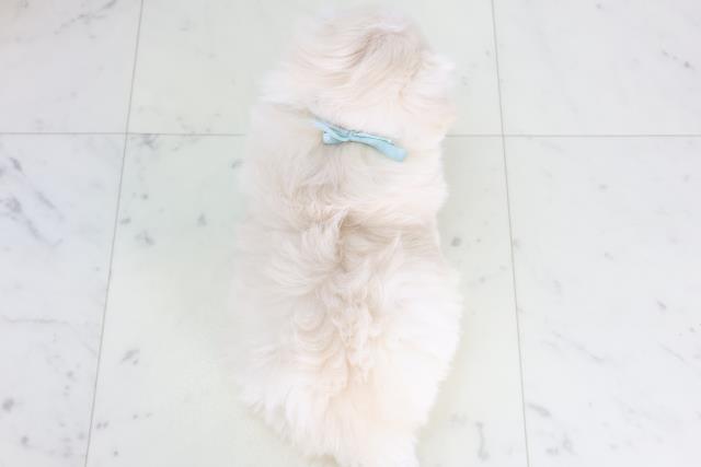 福岡県のポメマル/マルポメ(ポメラニアン×マルチーズ) (Coo&RIKUゆめタウン飯塚店/2026年2月3日生まれ/男の子/クリーム)の子犬の4枚目の画像