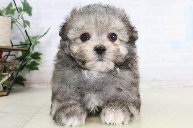 福岡県のポメマル/マルポメ(ポメラニアン×マルチーズ) (Coo&RIKU大牟田店/2026年2月3日生まれ/男の子/ウルフセーブル)の子犬の1枚目の画像