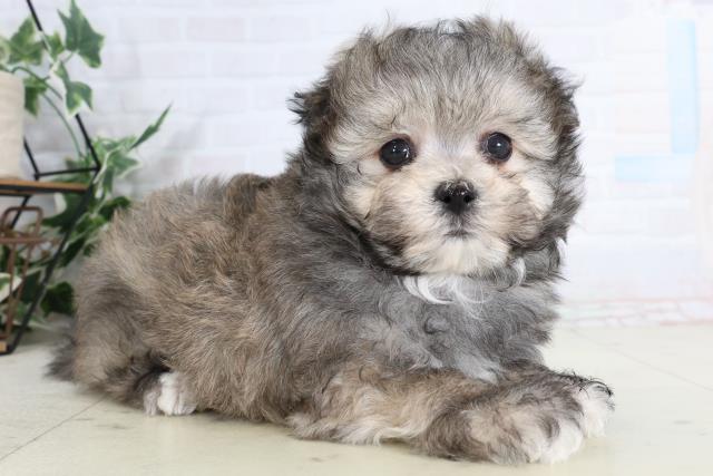 福岡県のポメマル/マルポメ(ポメラニアン×マルチーズ) (Coo&RIKU大牟田店/2026年2月3日生まれ/男の子/ウルフセーブル)の子犬の2枚目の画像