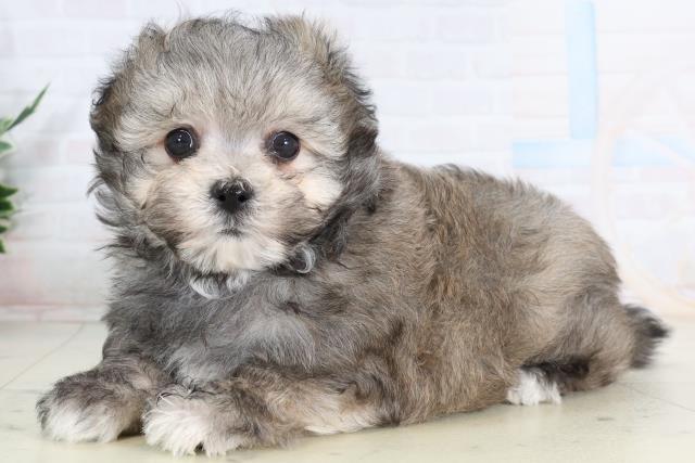 福岡県のポメマル/マルポメ(ポメラニアン×マルチーズ) (Coo&RIKU大牟田店/2026年2月3日生まれ/男の子/ウルフセーブル)の子犬の3枚目の画像