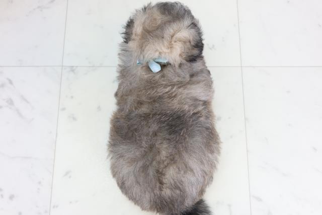 福岡県のポメマル/マルポメ(ポメラニアン×マルチーズ) (Coo&RIKU大牟田店/2026年2月3日生まれ/男の子/ウルフセーブル)の子犬の4枚目の画像