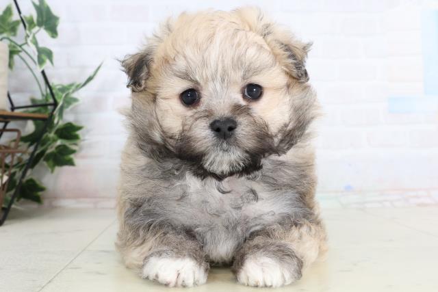 熊本県のポメマル/マルポメ(ポメラニアン×マルチーズ) (Coo&RIKU宇土シティモール店/2026年2月3日生まれ/男の子/ウルフセーブル)の子犬の1枚目の画像