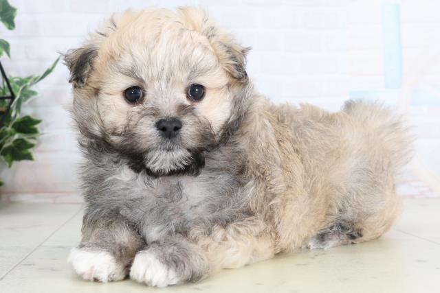 熊本県のポメマル/マルポメ(ポメラニアン×マルチーズ) (Coo&RIKU宇土シティモール店/2026年2月3日生まれ/男の子/ウルフセーブル)の子犬の2枚目の画像