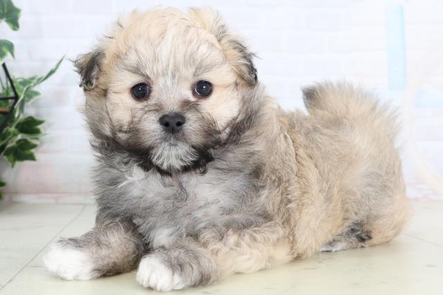 熊本県のポメマル/マルポメ(ポメラニアン×マルチーズ) (Coo&RIKU宇土シティモール店/2026年2月3日生まれ/男の子/ウルフセーブル)の子犬の3枚目の画像