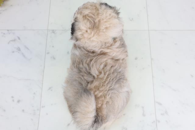 熊本県のポメマル/マルポメ(ポメラニアン×マルチーズ) (Coo&RIKU宇土シティモール店/2026年2月3日生まれ/男の子/ウルフセーブル)の子犬の4枚目の画像