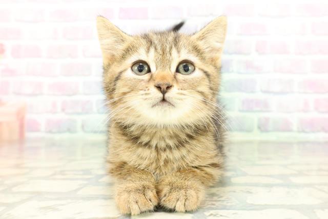 埼玉県のマンチカン (Coo&RIKUヤオコー幸手店/2026年2月2日生まれ/男の子/ブラウンタビー)の子猫の1枚目の画像