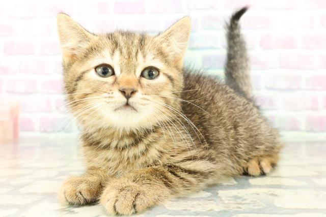 埼玉県のマンチカン (Coo&RIKUヤオコー幸手店/2026年2月2日生まれ/男の子/ブラウンタビー)の子猫の2枚目の画像