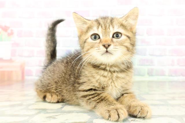 埼玉県のマンチカン (Coo&RIKUヤオコー幸手店/2026年2月2日生まれ/男の子/ブラウンタビー)の子猫の3枚目の画像